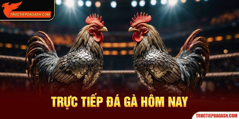 Thông tin cần biết về Trực Tiếp Đá Gà