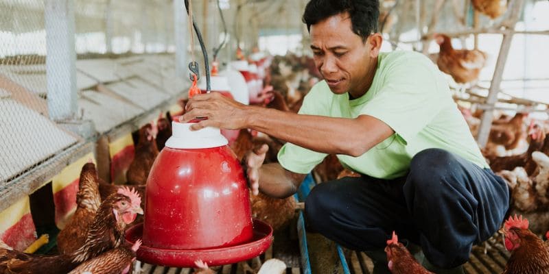 tìm hiểu bệnh cúm gà cùng chuyên gia Trực Tiếp Đá