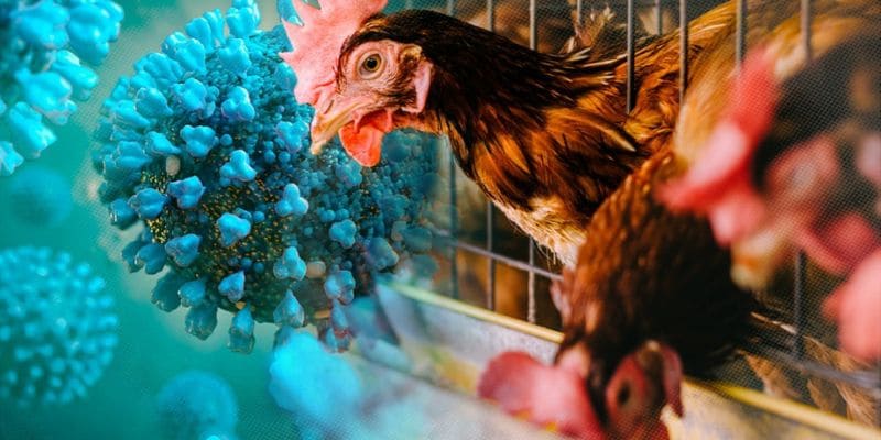 Virus H5N1 type A là nguyên nhân gây bệnh chính