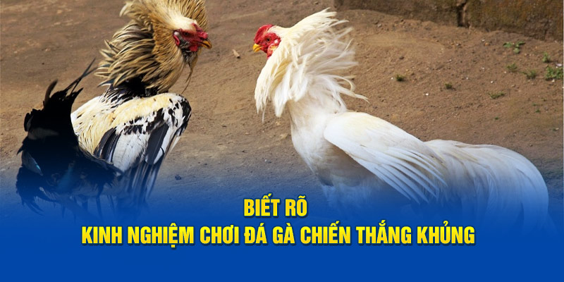 Biết rõ kinh nghiệm chơi đá gà chiến thắng khủng