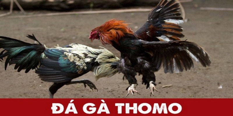 đá gà thomo tại trực tiếp đá gà