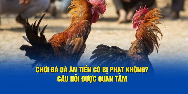 Chơi đá gà ăn tiền có bị phạt không? - Câu hỏi được quan tâm