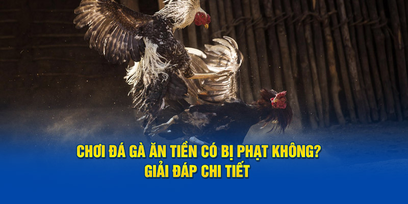 giải đáp đá gà ăn tiền có bị phạt không