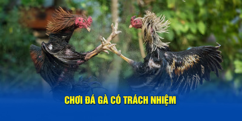 Chơi đá gà có trách nhiệm