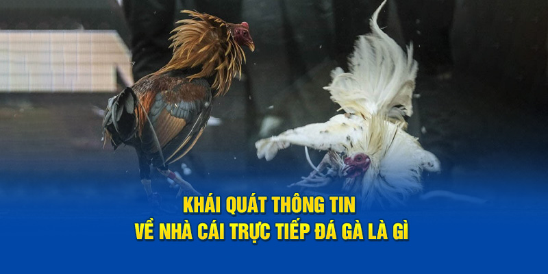 Khái quát thông tin về nhà cái trực tiếp đá gà gà là gì?