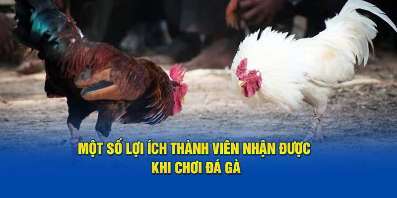 Một số lợi ích thành viên nhận được khi chơi đá gà