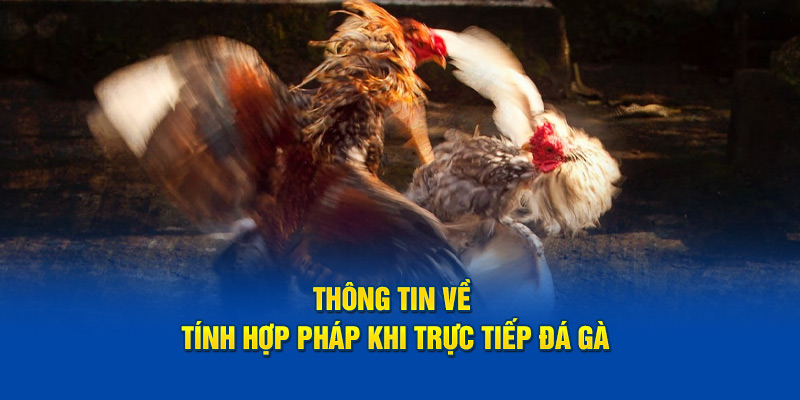 Thông tin về tính hợp pháp khi trực tiếp đá gà gà